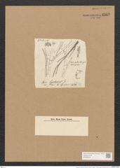 Schizonema hylaopus Ktz. (de-Toni-Nr.: Genus 20, Species 1195) Zeichnungen Sammlung Grunow Nr. 2302 (NHMW-BOT-W0369424)